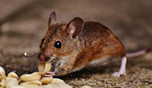 24 Hour & Emergency Exterminators in Intercourse, PA